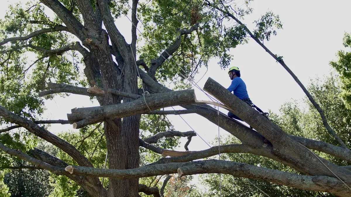 Professional Crown Thinning performed by certified arborists in Hermosa